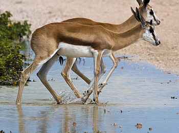 Etosha: Willkommene Wasserstellen