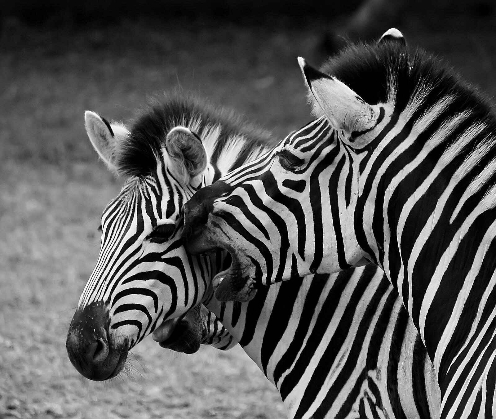 Hamerkop House by Lemala: Zebras Hamerkop House by Lemala: Zebras