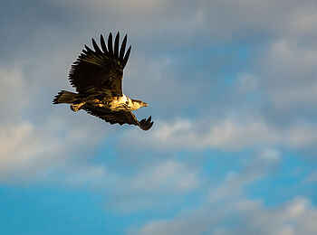 Linyanti Tented Camp: Adler