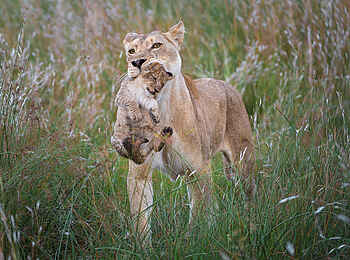 Linyanti Tented Camp: Löwin mit Jungem