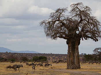 Little Chem Chem: Grasende Gnus Little Chem Chem: Grasende Gnus
