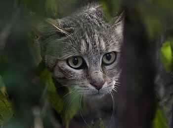 Little Mombo Camp: Wildkatze Little Mombo Camp: Wildkatze