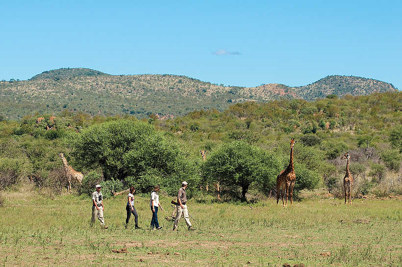 Madikwe Safari Lodge Lelapa: Geführte Wanderung Madikwe Safari Lodge Lelapa: Geführte Wanderung
