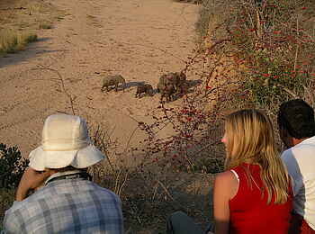 Mdonya Old River Camp: Blick in ein trockenes Flussbett