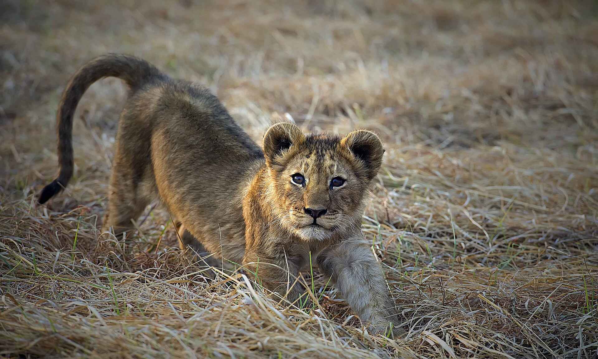 Musekese Camp: Junger Löwe Musekese Camp, Jeffery & McKeith Safaris, Phil Jeffery, Tyrone McKeith, Beobachtungsunterstand, Bird Watching, Busanga Plains, Chibemba Saltpan, Kafue National Park, Kafue River, Löwe, Lufupa Airstrip, Vogelbeobachtung, Afrikarma, Afrikarma Safaris, Afrikarma.de