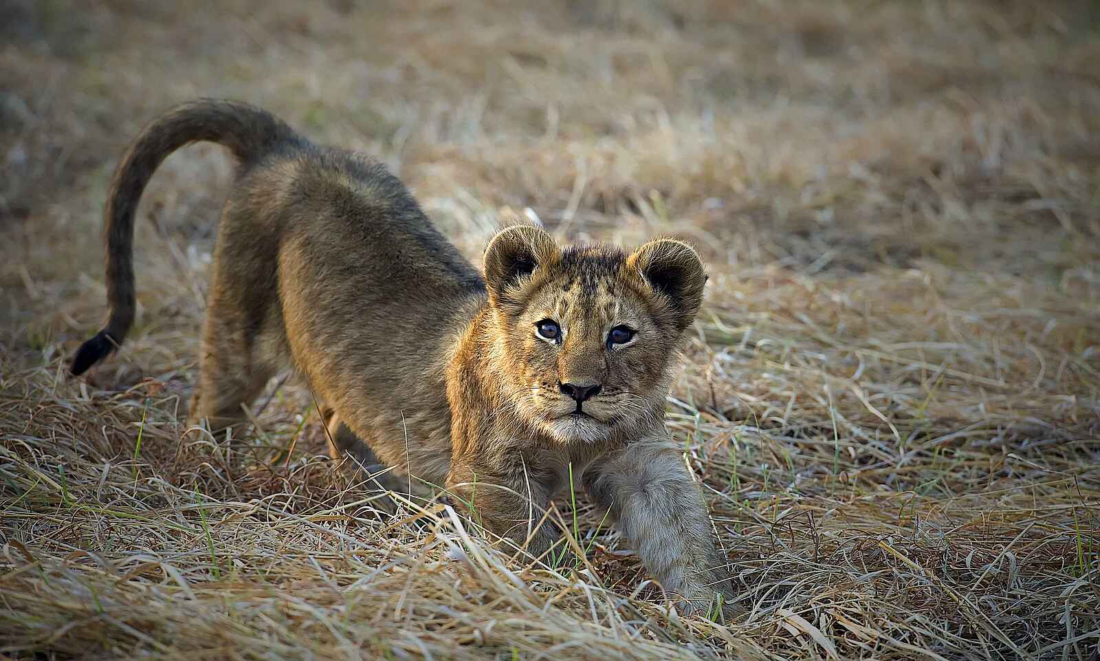 Musekese Camp: Junger Löwe Musekese Camp: Junger Löwe