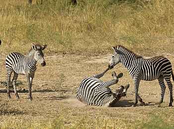 Norman Carr Safaris: Staubbad