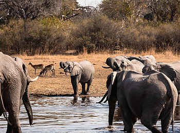 Savuti Camp: Am Wasser