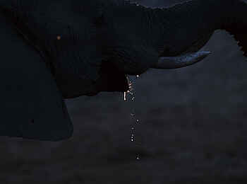 Sediba Sa Rona Lodge: Night Drive