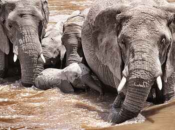 Serian Serengeti North: Elefanten überqueren den Mara River Serian Serengeti North: Elefanten überqueren den Mara River
