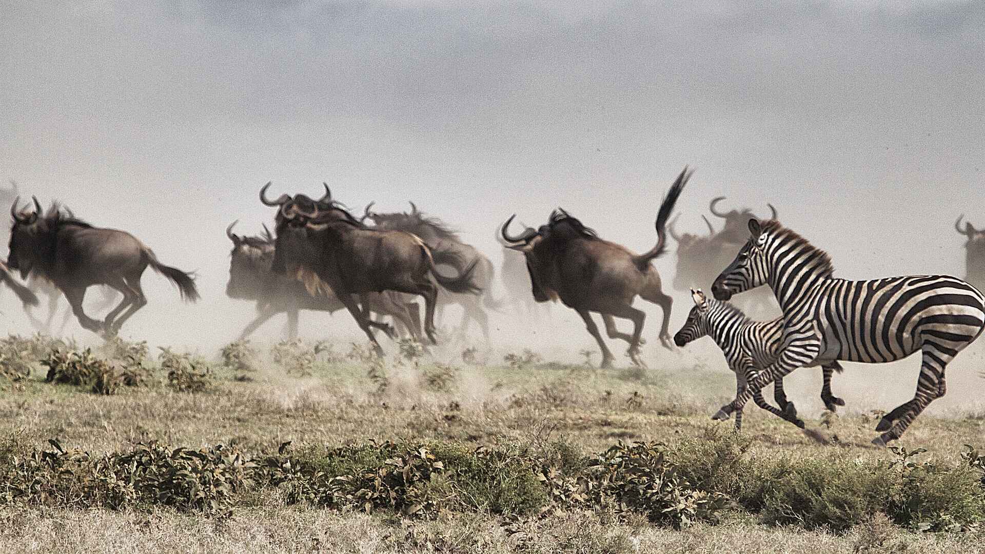 Serian's Serengeti Mobile Kusini Camp: Game Drive am Morgen