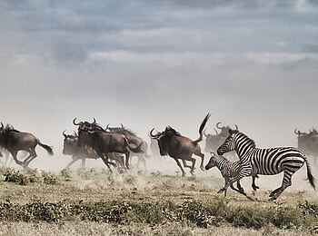 Serian's Serengeti Mobile Kusini Camp: Game Drive am Morgen