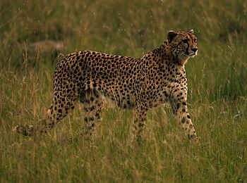 Soroi Private Wing Camp: Gepard 