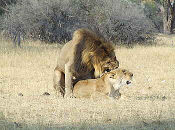 The Hide: Löwenpärchen The Hide: Löwenpärchen