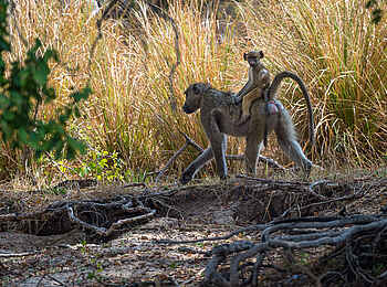 Toka Leya Camp: Ein Pavianbaby auf dem Rücken seiner Mutter Toka Leya Camp: Ein Pavianbaby auf dem Rücken seiner Mutter