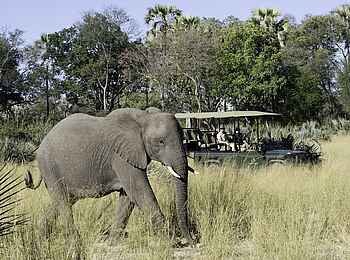 Tubu Tree: Elefant Tubu Tree: Elefant