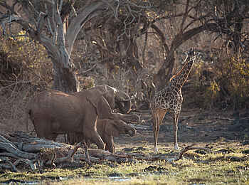 Ulusaba Rock Lodge: Elefanten und Giraffe