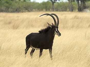 Vumbura Plains Camp: Säbelantilope