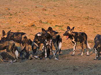 Ingwe Pan Camp: Wildhunde Ingwe Pan Camp: Wildhunde