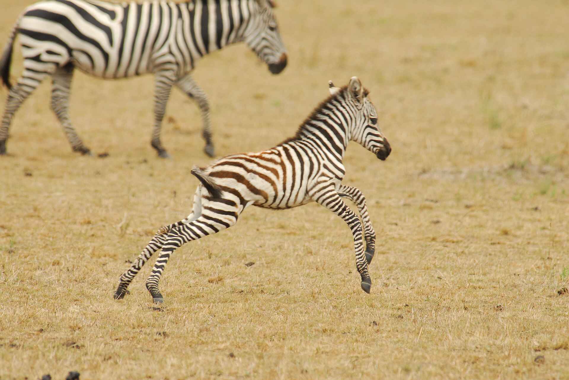 Friedkin Conservation Fund, Legendary Mila Tented Camp, Mwiba Wildlife Reserve, Equus Quagga, Zebra, Aktivitäten, Game Drive, Pirschfahrt, Afrikarma, Afrikarma Safaris, Afrikarma Safaris - Wildnis. Hautnah., Afrikarma.de