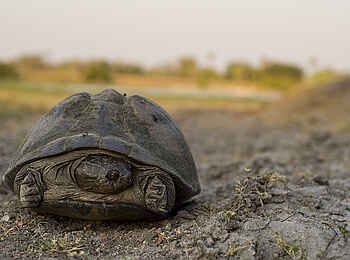 Ntemwa Busanga Bushcamp: Landschildkröte