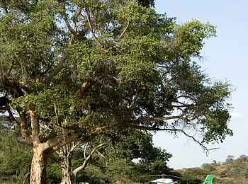 Ol Malo: Kamele und Helikopter