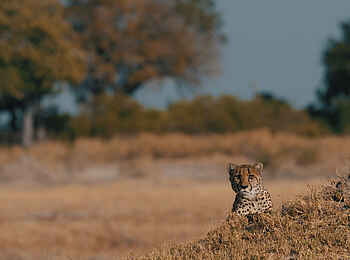 Sanctuary Chief's Camp: Gepard