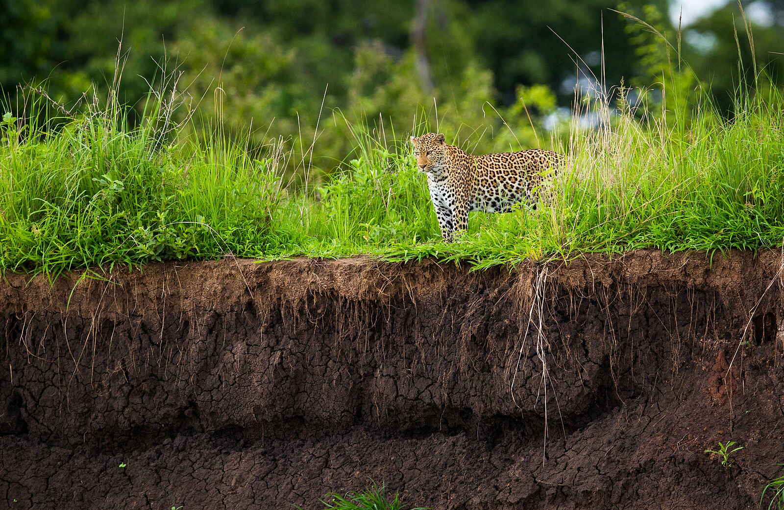Time + Tide Kakuli: Leopard am Ufer Time + Tide Kakuli: Leopard am Ufer