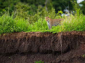 Time + Tide Kakuli: Leopard am Ufer Time + Tide Kakuli: Leopard am Ufer