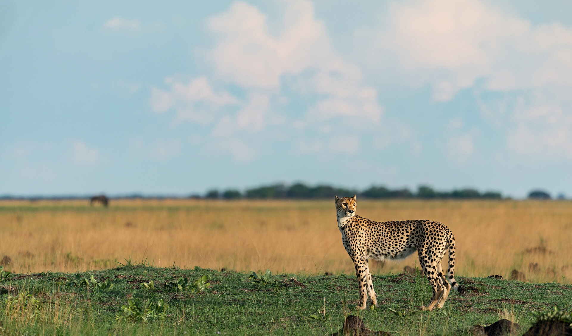 Time + Tide King Lewanika: Spähender Gepard