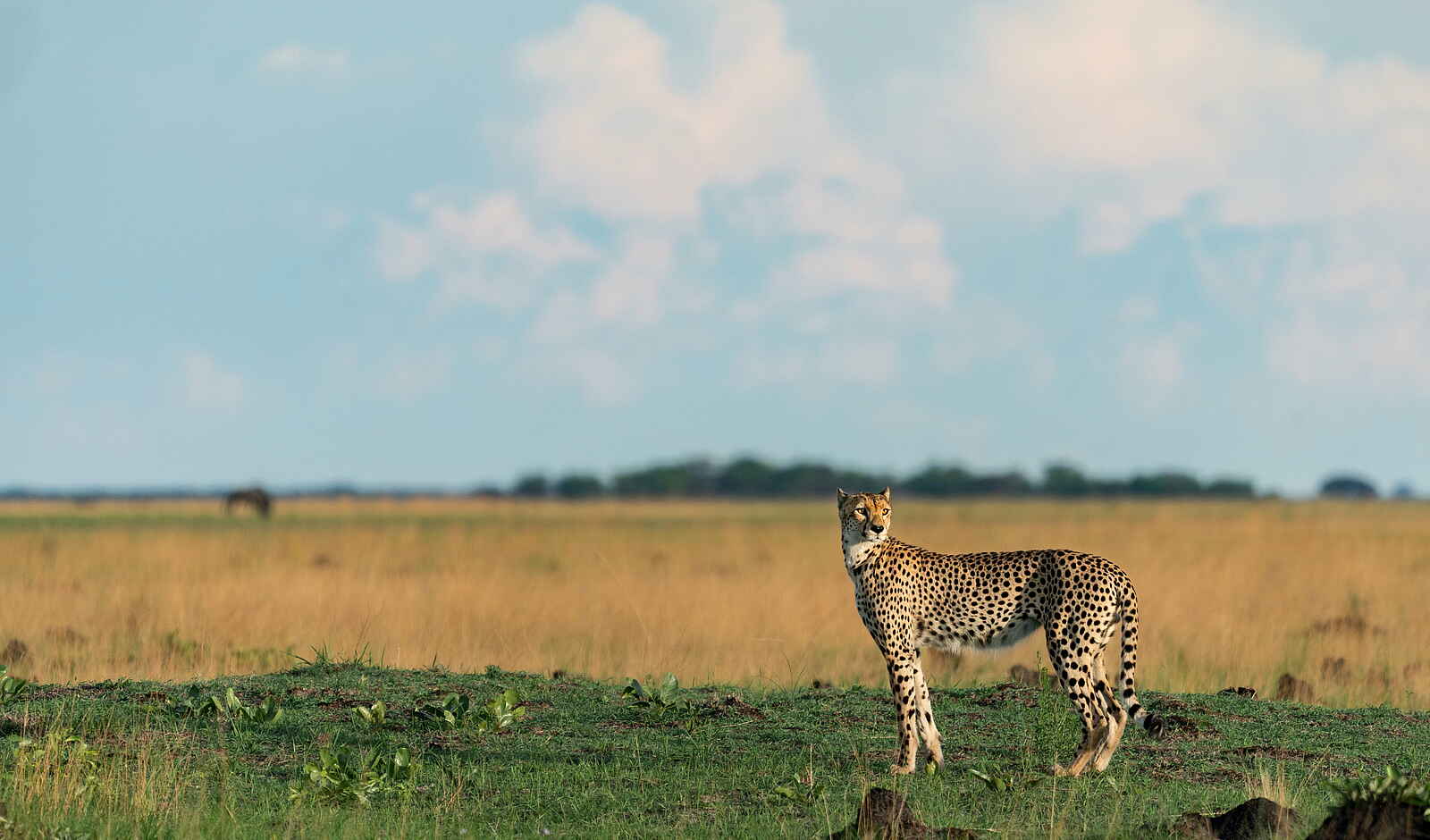 Time + Tide King Lewanika: Spähender Gepard Time + Tide King Lewanika: Spähender Gepard