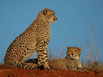 Bayethe Lodge: Zwei Geparde Bayethe Lodge: Zwei Geparde