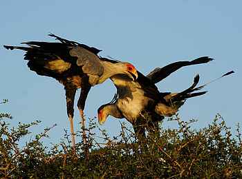 Bayethe Lodge: Zwei Sekretärsvögel Bayethe Lodge: Zwei Sekretärsvögel