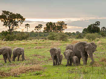 Chitabe Lediba: Elefantenfamilie