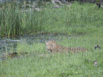 Duma Tau Camp: Leopard am Wasser Duma Tau Camp: Leopard am Wasser