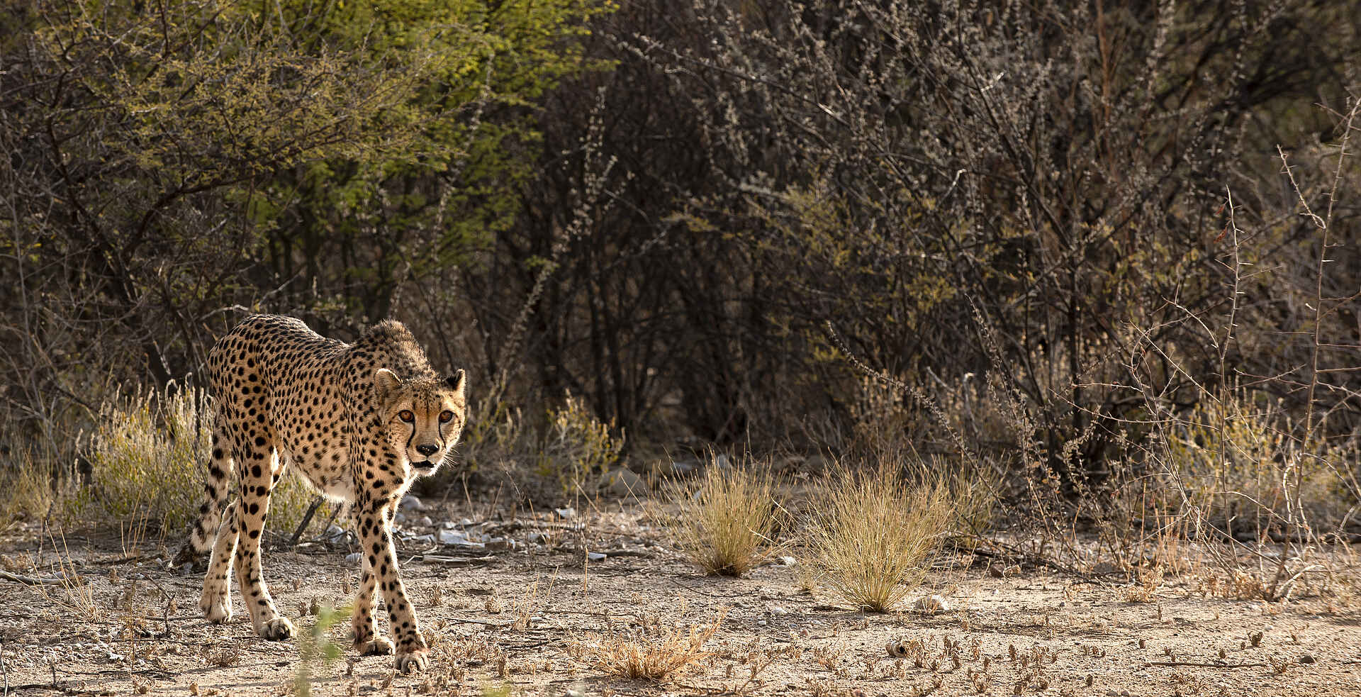 Epako Safari Lodge and Spa: Ein Gepard