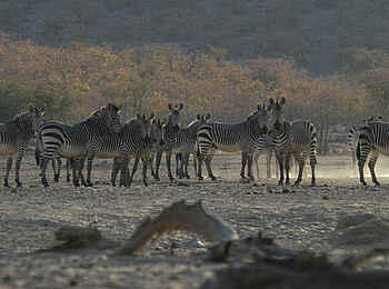 Hobatere Lodge: Zebraherde Hobatere Lodge: Zebraherde