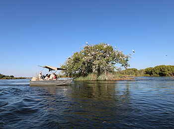 Ichingo Chobe River Lodge: Tour zur Vogelbeobachtung Ichingo Chobe River Lodge: Tour zur Vogelbeobachtung