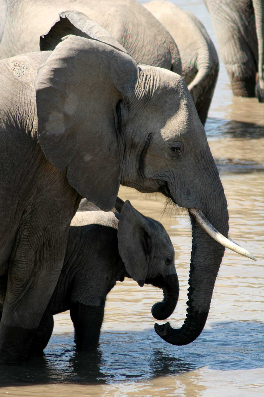 Kaingo Elephant Hide: Elefantenbaby Kaingo Elephant Hide: Elefantenbaby