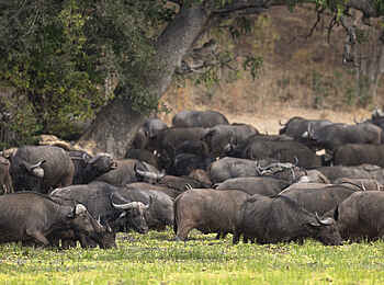 Kulandila Camp: Eine Büffelherde Kulandila Camp: Eine Büffelherde