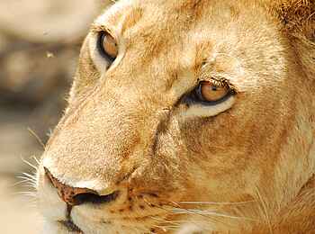 Legendary Songa Migrational Camp: Löwin