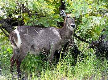 Lianshulu Lodge: Wasserbock Lianshulu Lodge: Wasserbock