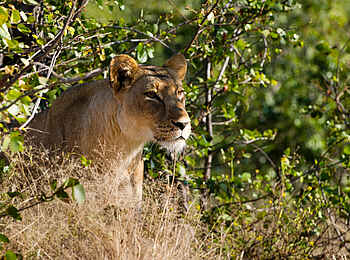 Linyanti Tented Camp: Löwin