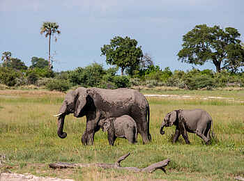 Little Tubu: Elefanten Little Tubu: Elefanten