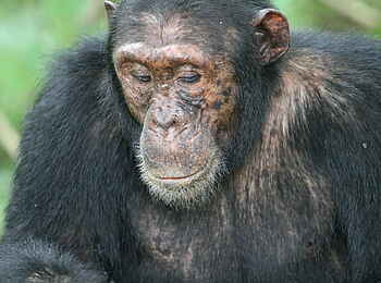 Mbali Mbali Mahale Lodge: Der Chef