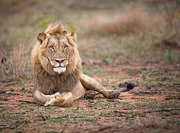 Motswari Game Lodge: Ruhender Löwe