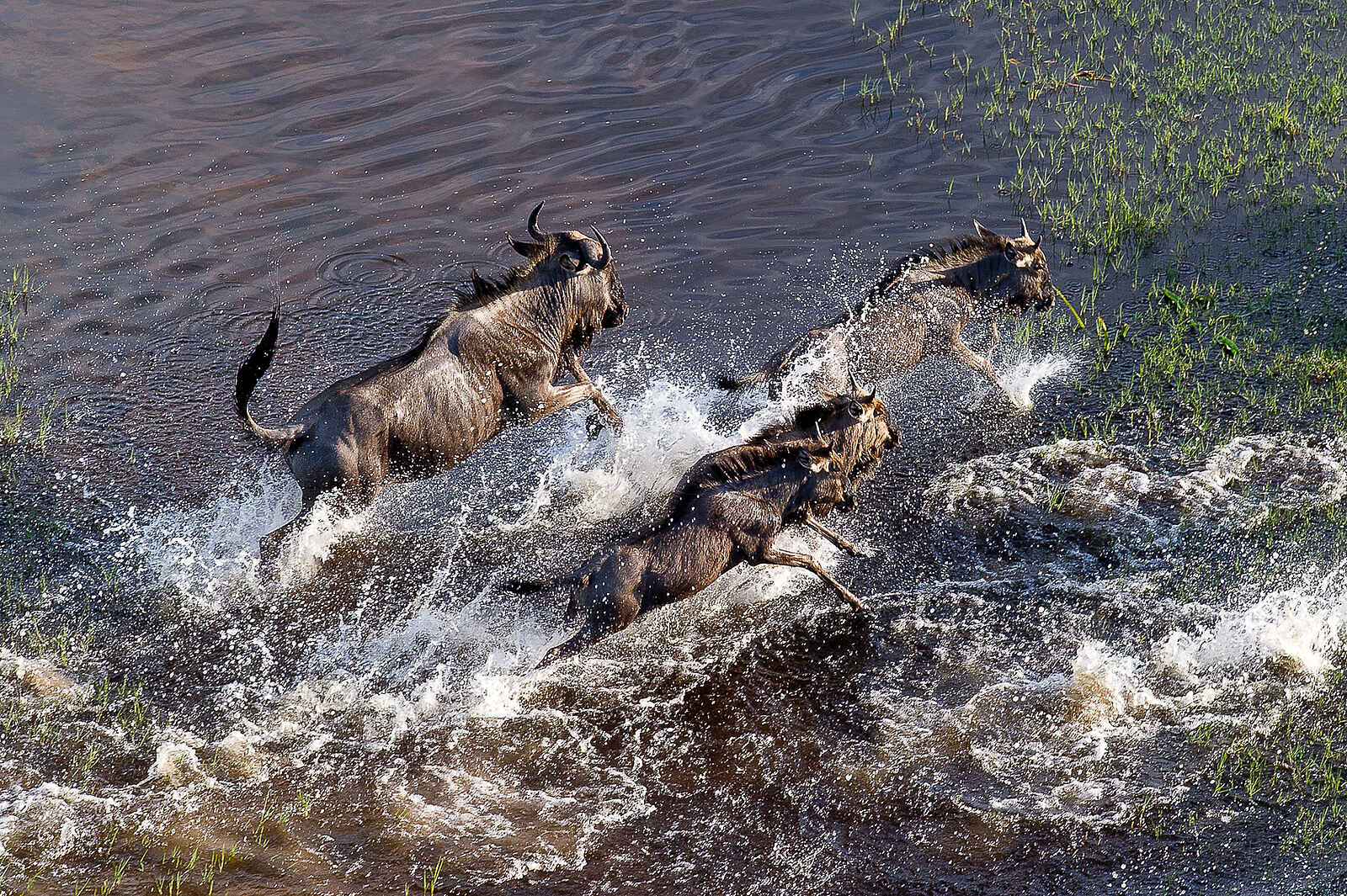 Pelo Camp: Gnus Pelo Camp: Gnus