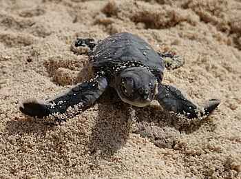 Pole Pole Bungalows: Frisch geschlüpfte Schildkröte am Strand