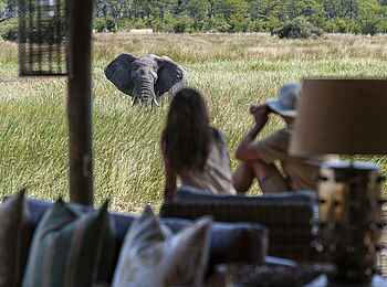 Sable Alley Camp: Elefant vor der Lodge Sable Alley Camp: Elefant vor der Lodge