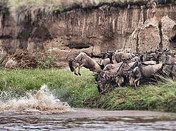 Serian Serengeti North: Gefährlicher Sprung Serian Serengeti North: Gefährlicher Sprung